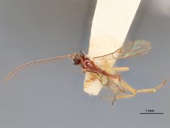 Aperileptus delicatus by the Smithsonian. Used under a CC0 license.