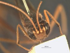 Aphanistes eupterotes by the Smithsonian. Used under a CC0 license.