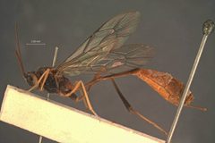 Aphanistes eupterotes by the Smithsonian. Used under a CC0 license.