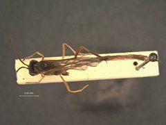 Aphanistes eupterotes by the Smithsonian. Used under a CC0 license.