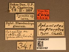 Aphanistes eupterotes by the Smithsonian. Used under a CC0 license.