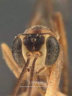 Aphanistes fuscipes by the Smithsonian. Used under a CC0 license.