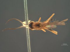 Aphanistes fuscipes by the Smithsonian. Used under a CC0 license.