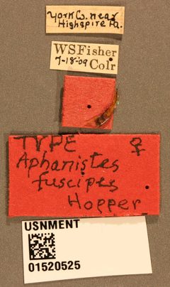 Aphanistes fuscipes by the Smithsonian. Used under a CC0 license.