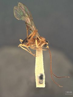 Aphanistes fuscipes by the Smithsonian. Used under a CC0 license.