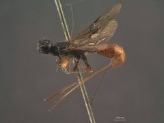 Aplomerus buprestivorus by the Smithsonian. Used under a CC0 license.