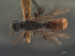 Aplomerus buprestivorus by the Smithsonian. Used under a CC0 license.