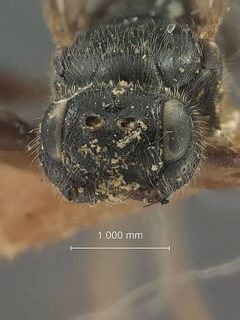 Aplomerus buprestivorus by the Smithsonian. Used under a CC0 license.
