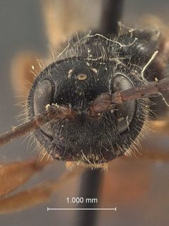 Aplomerus foutsi by the Smithsonian. Used under a CC0 license.