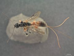 Aplomerus foutsi by the Smithsonian. Used under a CC0 license.