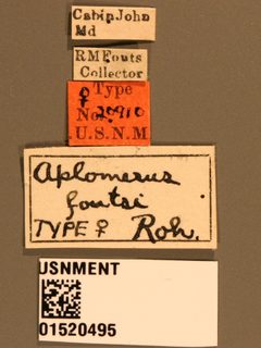 Aplomerus foutsi by the Smithsonian. Used under a CC0 license.