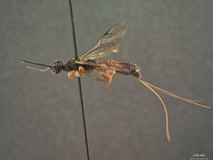 Aplomerus foutsi by the Smithsonian. Used under a CC0 license.