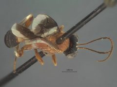Apsilops nigriceps by the Smithsonian. Used under a CC0 license.