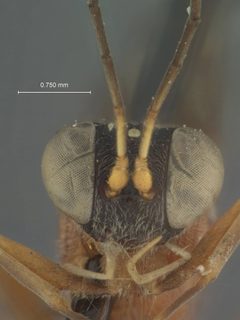 Apsilops nigriceps by the Smithsonian. Used under a CC0 license.