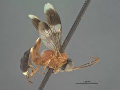 Apsilops nigriceps by the Smithsonian. Used under a CC0 license.