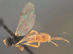 Aptesis scabra by the Smithsonian. Used under a CC0 license.