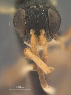 Aptesis scabra by the Smithsonian. Used under a CC0 license.