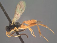 Aptesis scabra by the Smithsonian. Used under a CC0 license.