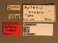 Aptesis scabra by the Smithsonian. Used under a CC0 license.