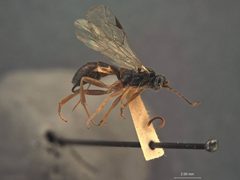 Aptesis (Pezoporus) tsugae by the Smithsonian. Used under a CC0 license.