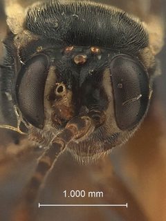 Aptesis (Pezoporus) tsugae by the Smithsonian. Used under a CC0 license.