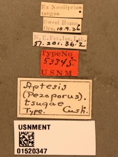 Aptesis (Pezoporus) tsugae by the Smithsonian. Used under a CC0 license.
