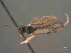 Aptesis (Pezoporus) tsugae by the Smithsonian. Used under a CC0 license.