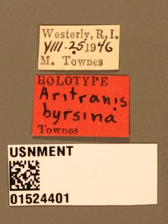 Aritranis byrsina by the Smithsonian. Used under a CC0 license.