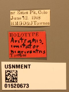 Aritranis imitator nigriventris by the Smithsonian. Used under a CC0 license.
