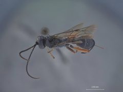 Aritranis imitator nigriventris by the Smithsonian. Used under a CC0 license.