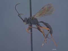 Aritranis imitator nigriventris by the Smithsonian. Used under a CC0 license.
