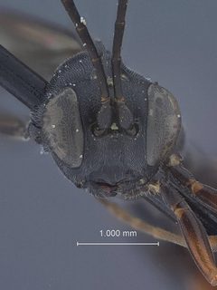 Aritranis imitator nigriventris by the Smithsonian. Used under a CC0 license.