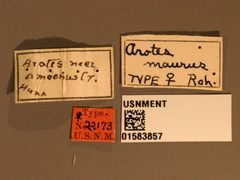 Arotes maurus by the Smithsonian. Used under a CC0 license.