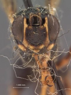 Arotes maurus by the Smithsonian. Used under a CC0 license.