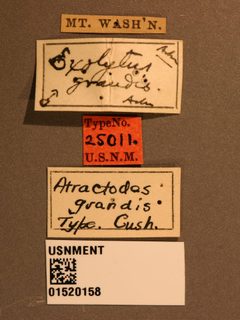 Atractodes grandis by the Smithsonian. Used under a CC0 license.