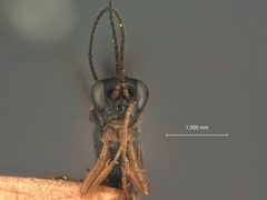 Atractodes politus by the Smithsonian. Used under a CC0 license.