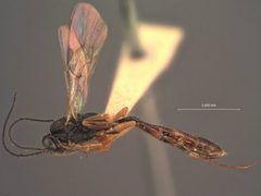 Atractodes politus by the Smithsonian. Used under a CC0 license.