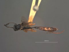 Atractodes politus by the Smithsonian. Used under a CC0 license.
