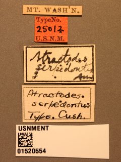 Atractodes serpedontus by the Smithsonian. Used under a CC0 license.