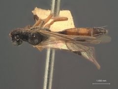 Atractodes serpedontus by the Smithsonian. Used under a CC0 license.