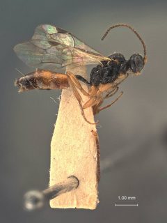 Atractodes serpedontus by the Smithsonian. Used under a CC0 license.