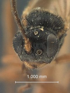 Atractodes serpedontus by the Smithsonian. Used under a CC0 license.