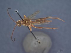 Banchus rufescens by the Smithsonian. Used under a CC0 license.