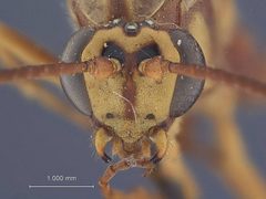 Banchus rufescens by the Smithsonian. Used under a CC0 license.