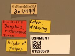 Banchus rufescens by the Smithsonian. Used under a CC0 license.