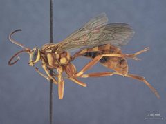 Banchus rufescens by the Smithsonian. Used under a CC0 license.