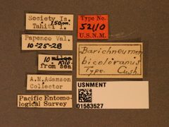 Barichneumon bicoloranus by the Smithsonian. Used under a CC0 license.