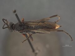 Barichneumon bicoloranus by the Smithsonian. Used under a CC0 license.