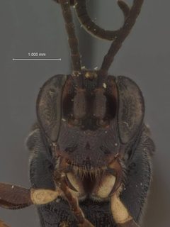 Barichneumon bicoloranus by the Smithsonian. Used under a CC0 license.