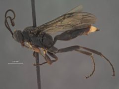 Barichneumon bicoloranus by the Smithsonian. Used under a CC0 license.